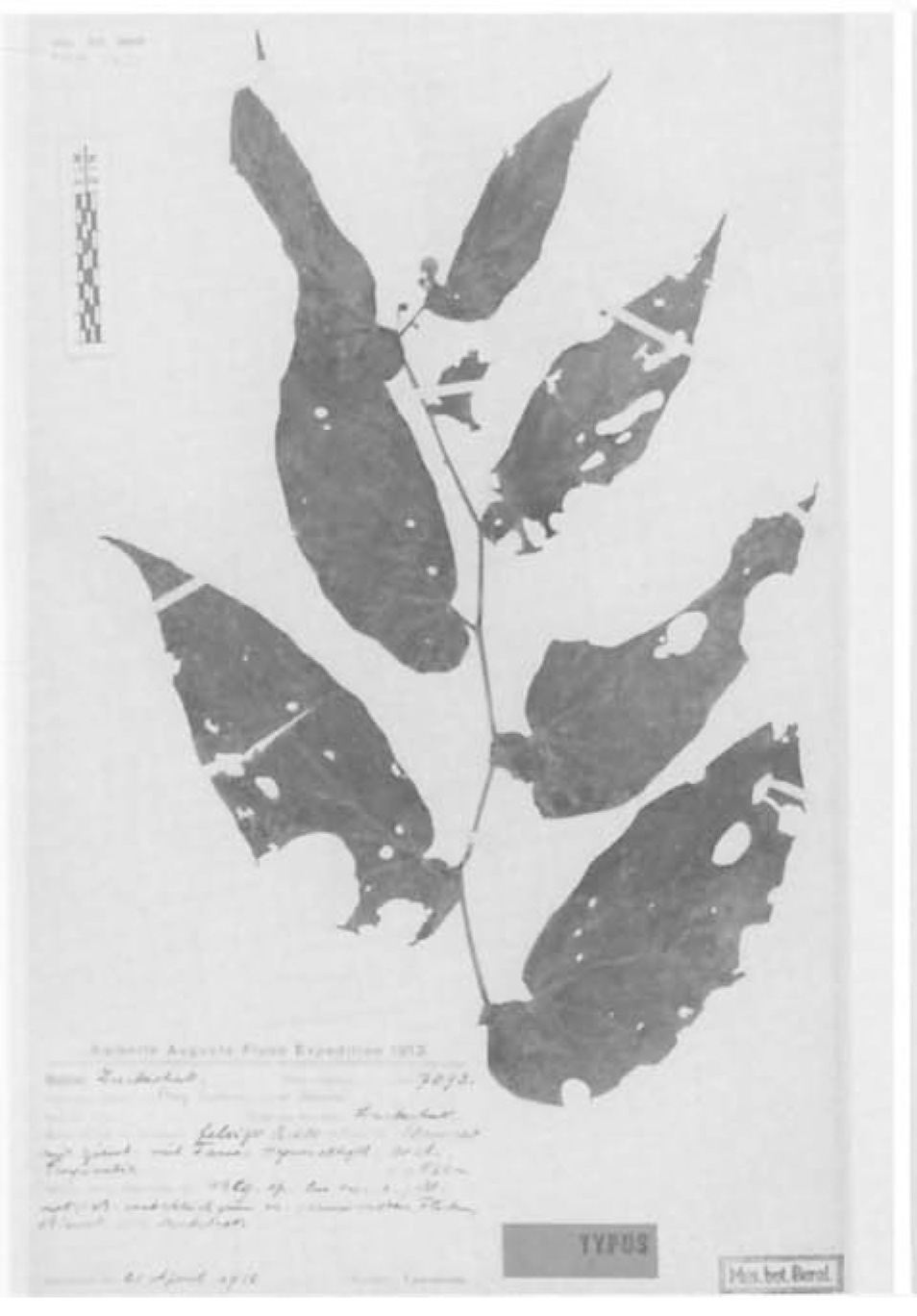 B. ledermannii